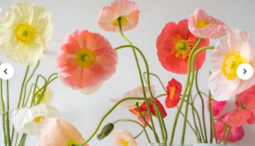 Happy Poppy collection cover