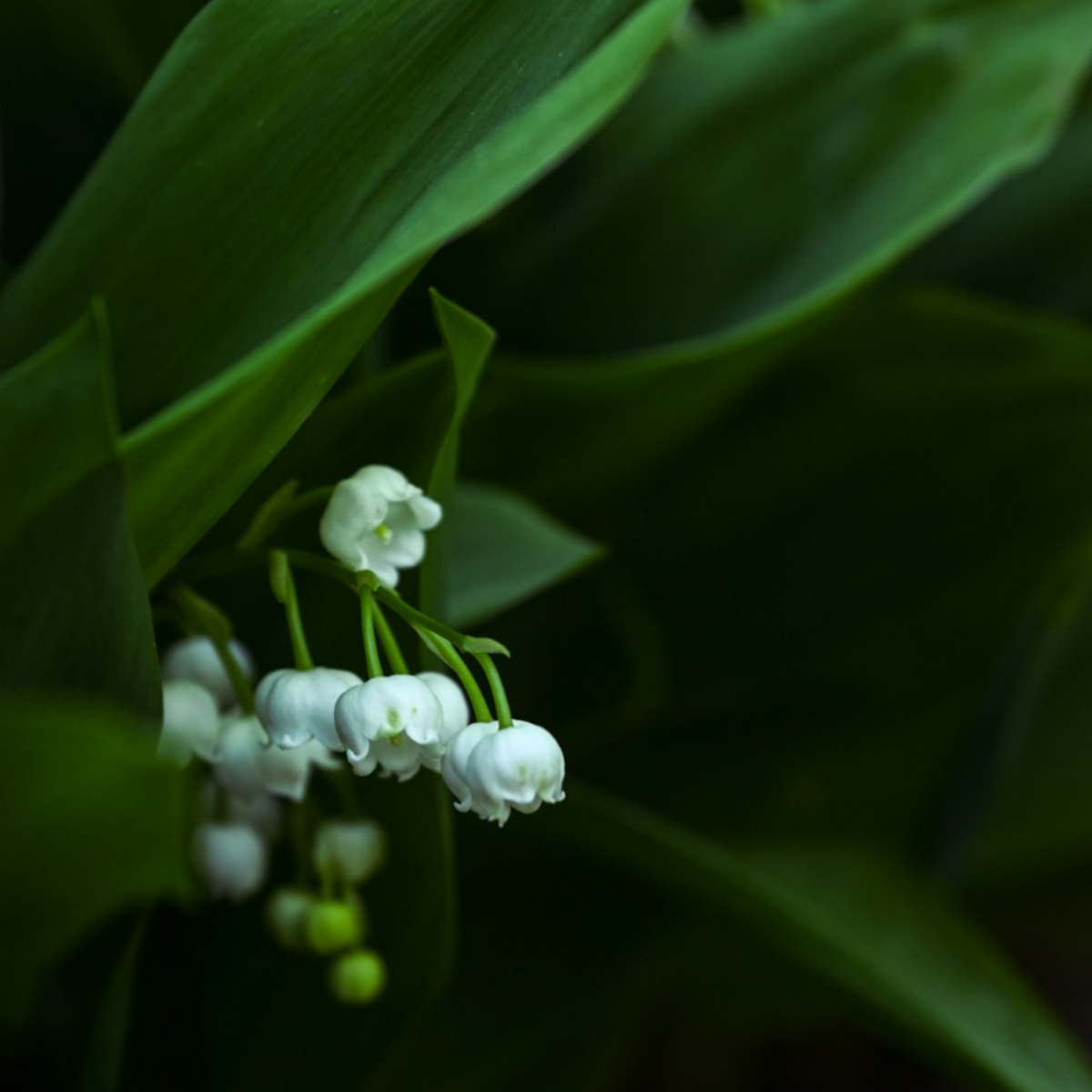 Moonlit Lily — Coco Soy Candle