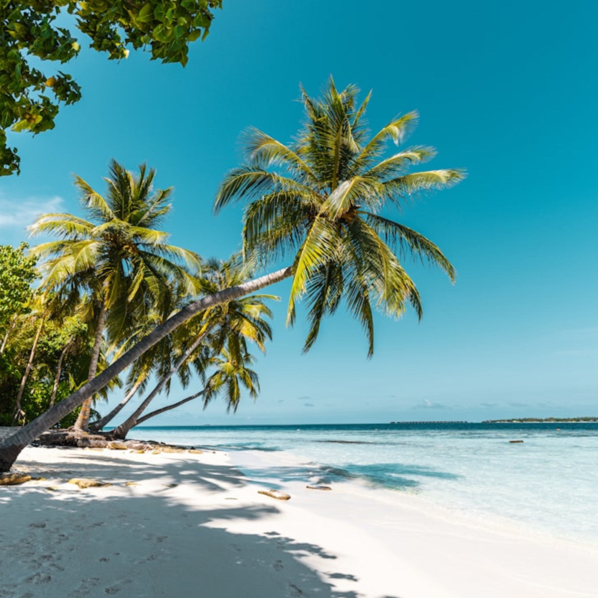 Tropical Paradise Ritual