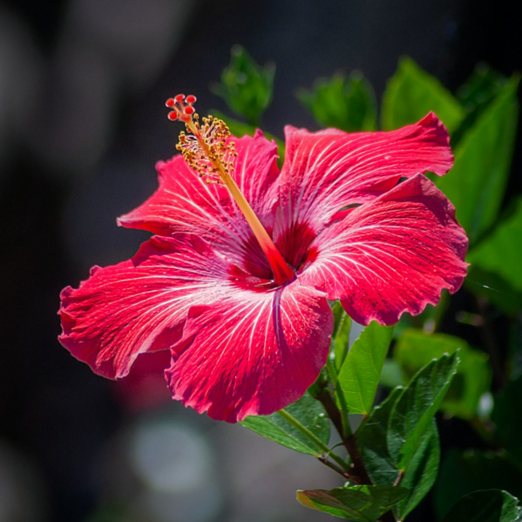 Dragon Hibiscus Sunrise Sugar Polish