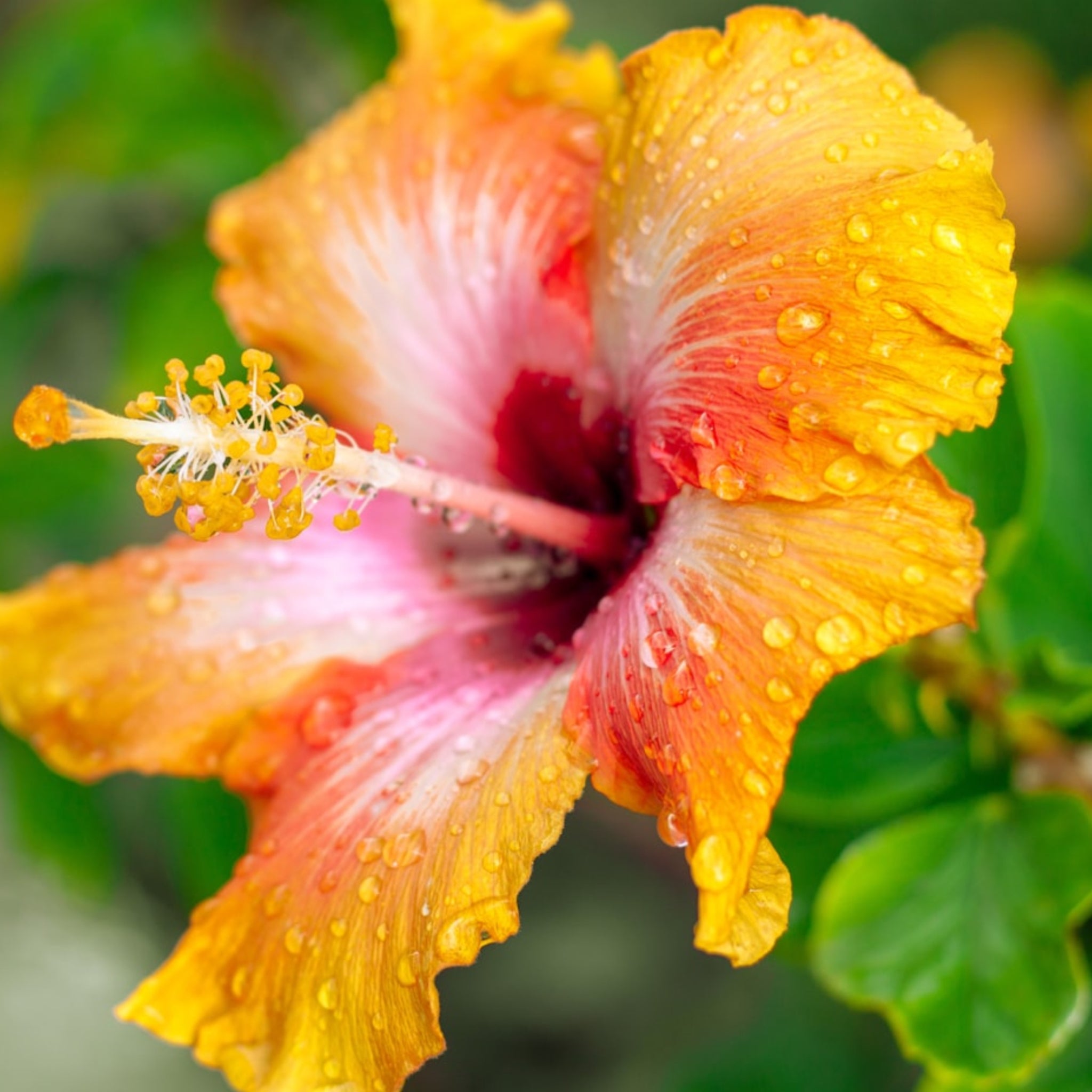 Dragon Hibiscus Sunrise Sugar Polish