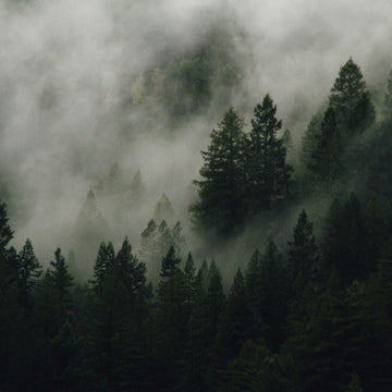 Winter Forest — Coco Soy Candle