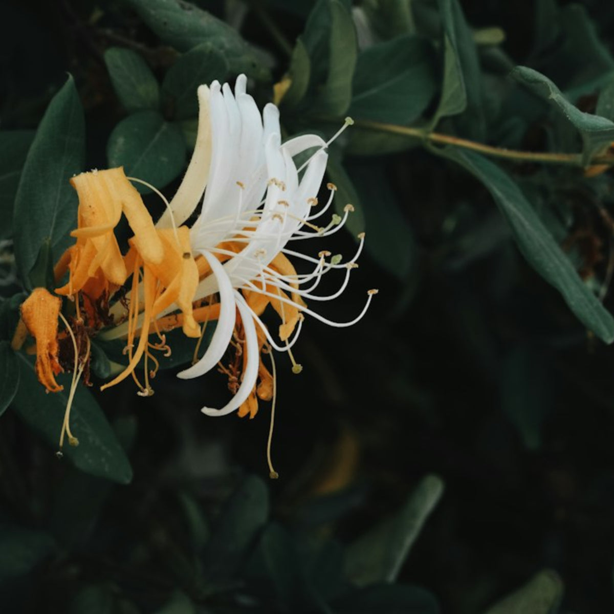 Honeysuckle — Coco Soy Candle