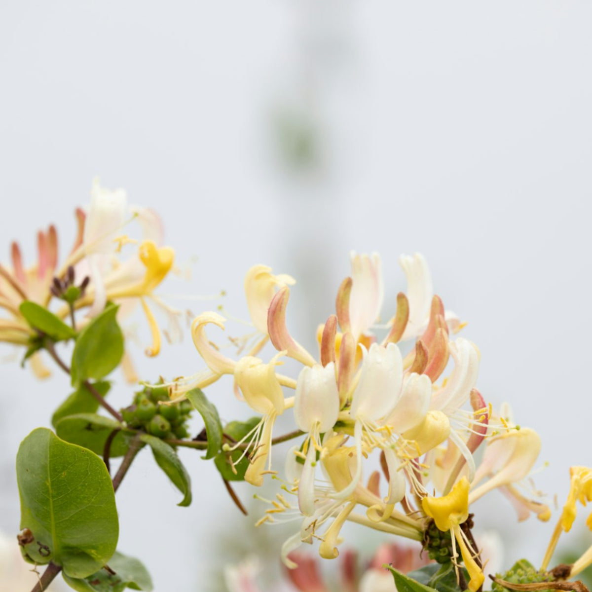 Honeysuckle — Coco Soy Candle