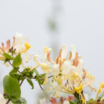 Honeysuckle — Coco Soy Candle