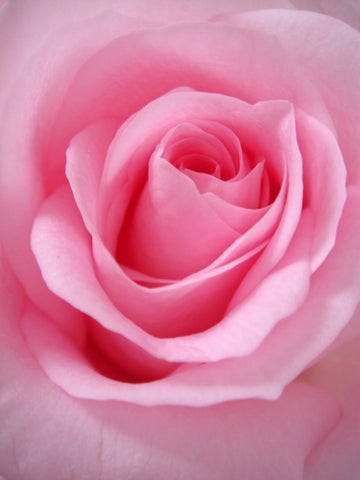 Rose Ritual