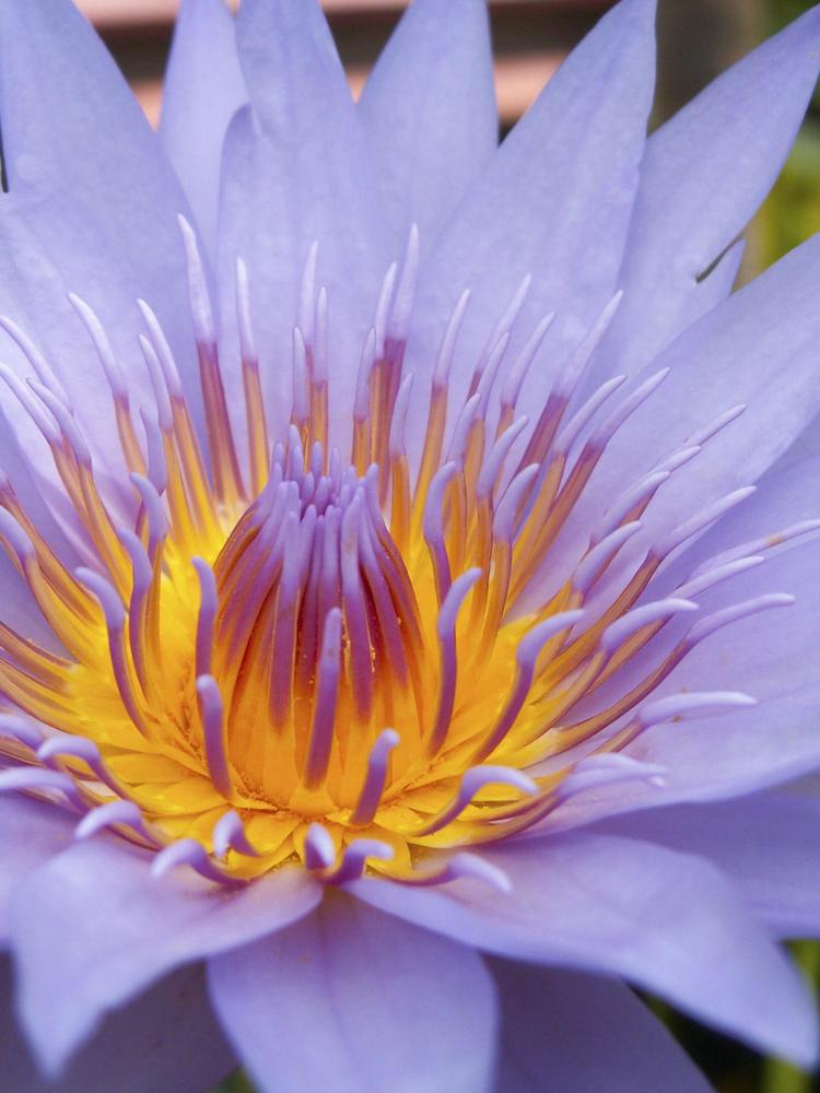 Timeless Glow for Mature Skin (Natural Line) — Net Wt. 50 gm, 100 gm