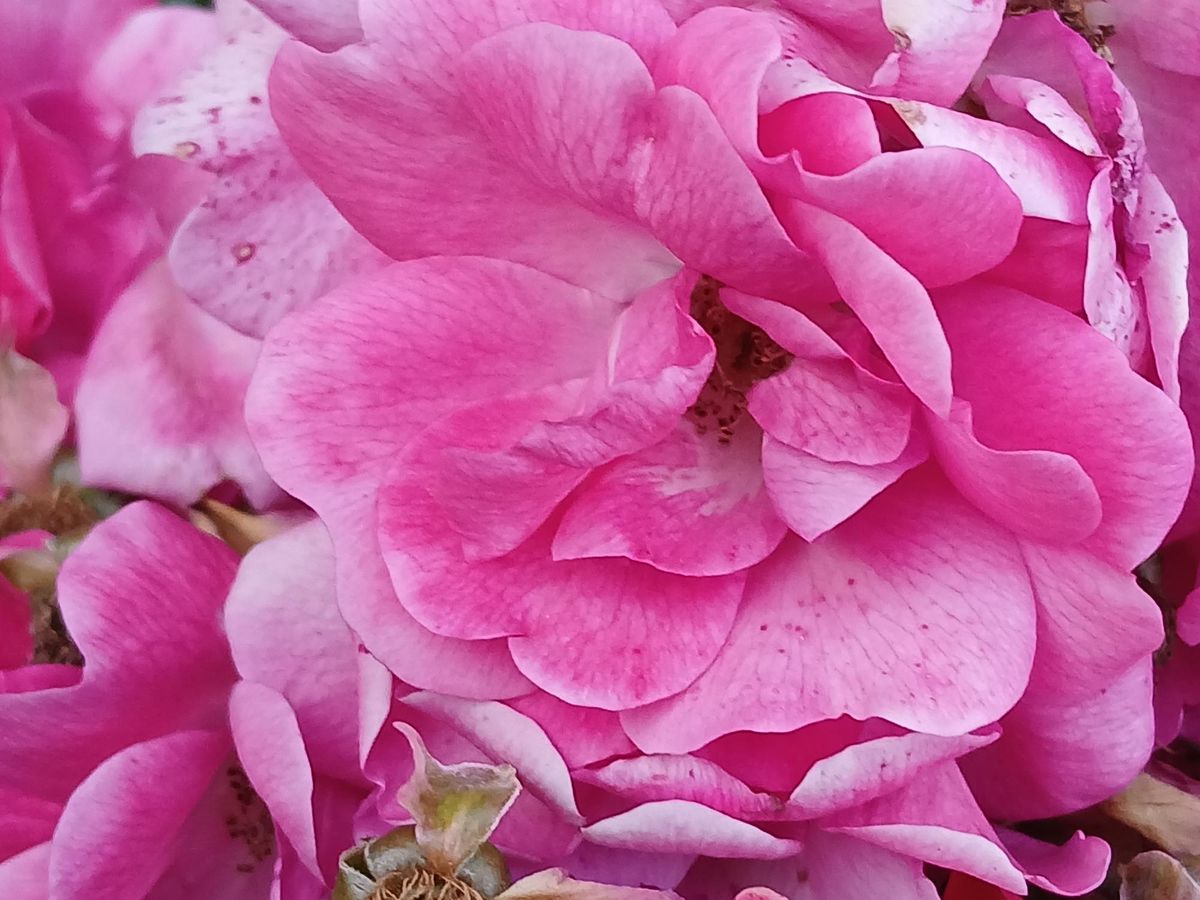 Rose Radiance Sugar Polish